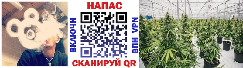 где найти   Лабытнанги  Бошки Шишки конопля 